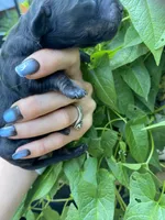  Black Dachshund CKC, a male Miniature Dachshund for sale in Williamstown, KY – 5 of 7