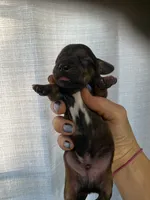 Brown/white dachshund CKC, a male Miniature Dachshund for sale in Williamstown, KY – 5 of 8