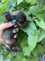 Brown/white dachshund CKC, a male Miniature Dachshund for sale in Williamstown, KY – 6 of 8