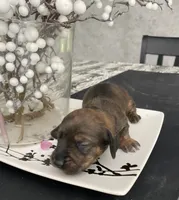 Brown white Daschund CkC, a female Miniature Dachshund for sale in Williamstown, KY – 2 of 9