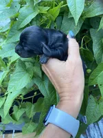  Black Dachshund CKC, a male Miniature Dachshund for sale in Williamstown, KY – 4 of 7
