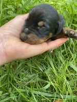Doberman Pincher Male AKC, a male Doberman Pinscher for sale in Williamstown, KY – 5 of 7
