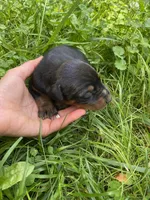 Doberman Pincher Male AKC, a male Doberman Pinscher for sale in Williamstown, KY – 6 of 7