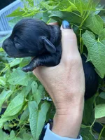  Black Dachshund CKC, a male Miniature Dachshund for sale in Williamstown, KY – 3 of 7