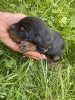 Doberman Pincher Female AKC, a female Doberman Pinscher for sale in Williamstown, KY – 4 of 8