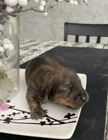 Brown white Daschund CkC, a female Miniature Dachshund for sale in Williamstown, KY – 7 of 9