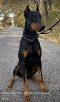 Doberman Pincher Male AKC, a male Doberman Pinscher for sale in Williamstown, KY – 3 of 7