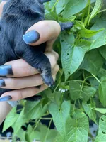  Black Dachshund CKC, a male Miniature Dachshund for sale in Williamstown, KY – 6 of 7