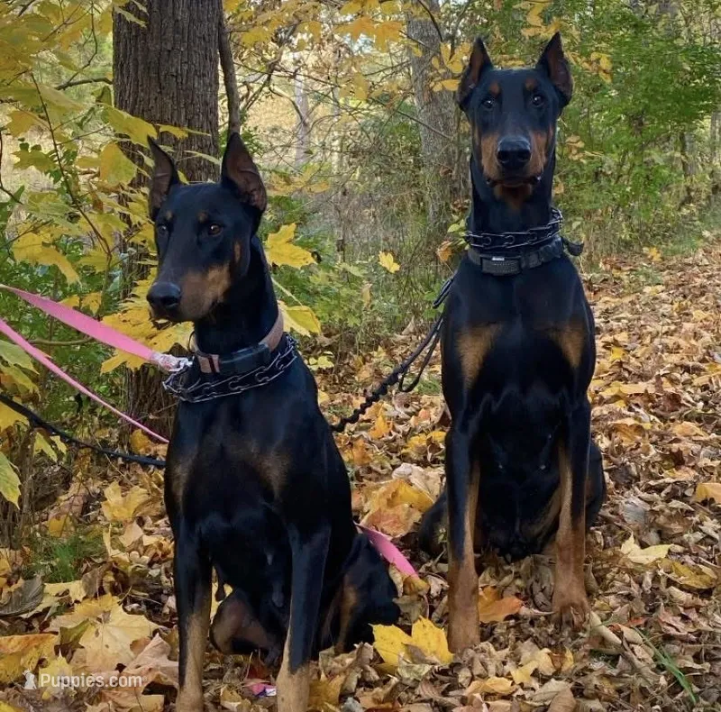 Doberman Pincher Female AKC – Doberman Pinscher puppy for sale in Williamstown, KY