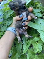 Brown white Daschund CkC, a female Miniature Dachshund for sale in Williamstown, KY – 3 of 9
