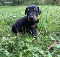Male AKC, a male Doberman Pinscher for sale in Williamstown, KY – 7 of 7