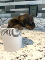 Brown white Daschund CkC, a male Miniature Dachshund for sale in Williamstown, KY – 1 of 10
