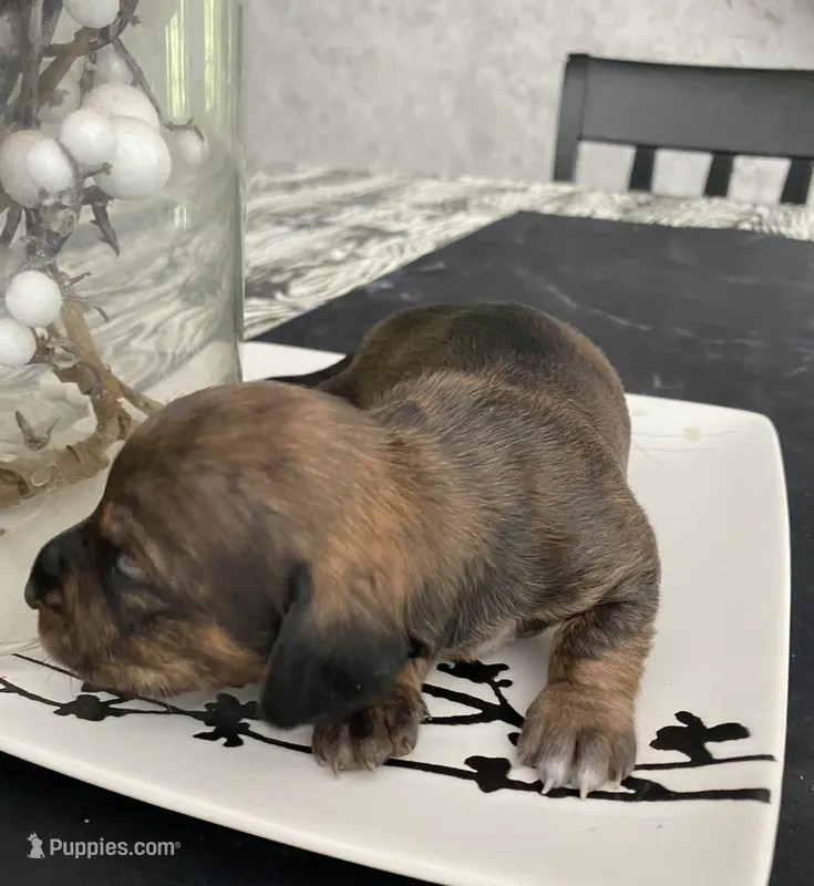 Brown white Daschund CkC – Miniature Dachshund puppy for sale in Williamstown, KY