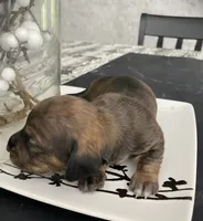 Brown white Daschund CkC, a female Miniature Dachshund for sale in Williamstown, KY – 1 of 9