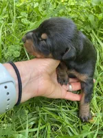 Doberman Pincher Male AKC, a male Doberman Pinscher for sale in Williamstown, KY – 7 of 7