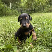 Male AKC, a male Doberman Pinscher for sale in Williamstown, KY – 6 of 7