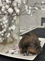 Brown white Daschund CkC, a female Miniature Dachshund for sale in Williamstown, KY – 4 of 9