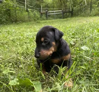 Male AKC, a male Doberman Pinscher for sale in Williamstown, KY – 5 of 7