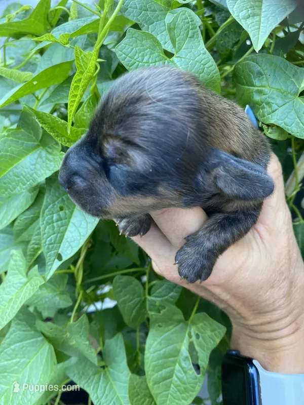 Brown/white dachshund CKC – Miniature Dachshund puppy for sale in Williamstown, KY