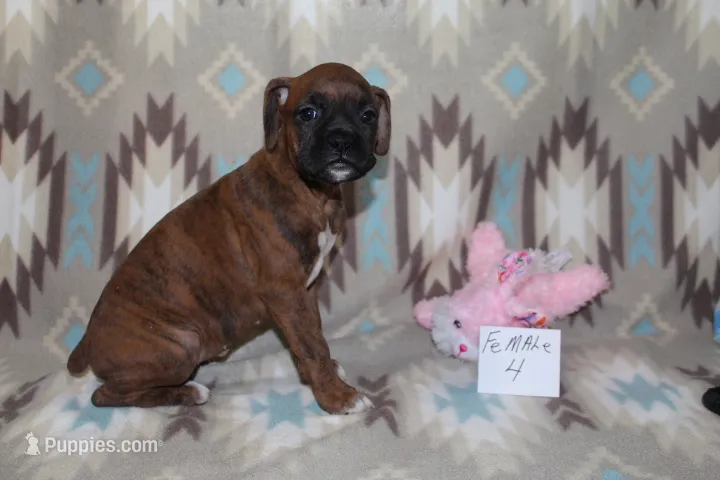 Queenie female 4 – Boxer puppy for sale in Corning, OH