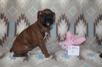 Queenie female 4, a female Boxer for sale in Corning, OH – 1 of 4