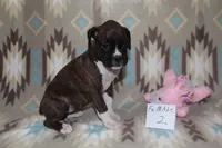 Queenie female 2, a female Boxer for sale in Corning, OH – 2 of 4