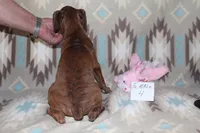 Queenie female 4, a female Boxer for sale in Corning, OH – 4 of 4
