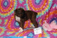 Evie 6, a female Boxer for sale in Corning, OH – 2 of 4
