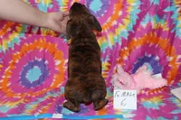 Evie 6, a female Boxer for sale in Corning, OH – 4 of 4