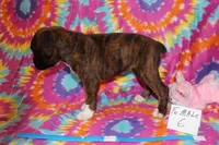 Evie 6, a female Boxer for sale in Corning, OH – 3 of 4