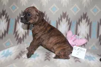 Queenie female 5, a female Boxer for sale in Corning, OH – 3 of 3