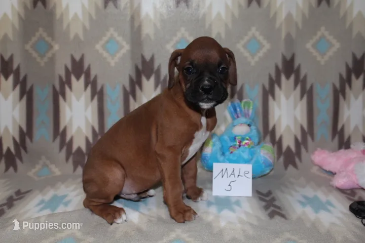 Queenie 5 – Boxer puppy for sale in Corning, OH