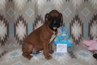 Queenie 5, a male Boxer for sale in Corning, OH – 1 of 4