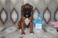 Queenie 5, a male Boxer for sale in Corning, OH – 3 of 4