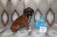 Queenie 4, a male Boxer for sale in Corning, OH – 2 of 4