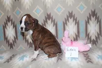 Queenie female 1, a female Boxer for sale in Corning, OH – 3 of 4