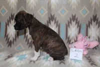 Queenie female 2, a female Boxer for sale in Corning, OH – 3 of 4