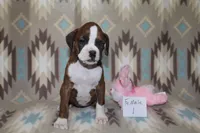 Queenie female 1, a female Boxer for sale in Corning, OH – 1 of 4