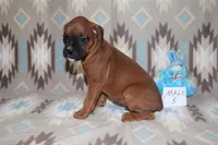 Queenie 5, a male Boxer for sale in Corning, OH – 2 of 4