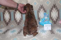 Queenie 3, a male Boxer for sale in Corning, OH – 4 of 4