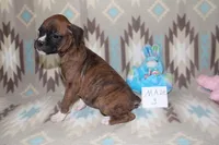 Queenie 3, a male Boxer for sale in Corning, OH – 3 of 4