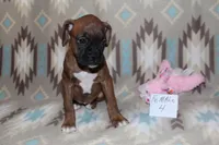 Queenie female 4, a female Boxer for sale in Corning, OH – 3 of 4
