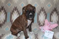 Queenie female 5, a female Boxer for sale in Corning, OH – 2 of 3