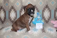 Queenie 3, a male Boxer for sale in Corning, OH – 2 of 4
