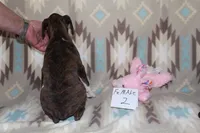 Queenie female 2, a female Boxer for sale in Corning, OH – 4 of 4
