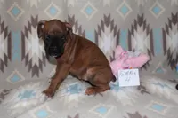 Queenie female 4, a female Boxer for sale in Corning, OH – 2 of 4