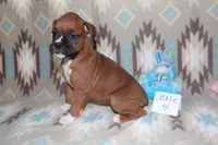 Queenie 4, a male Boxer for sale in Corning, OH – 1 of 4