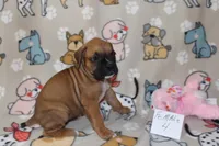 Shirley 4, a female Boxer for sale in Corning, OH – 3 of 4