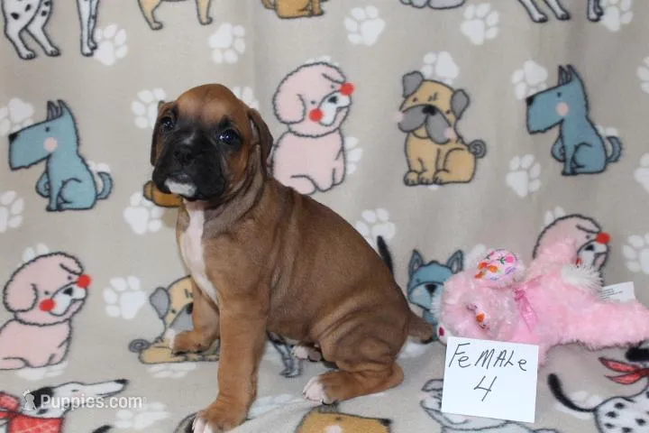 Shirley 4 – Boxer puppy for sale in Corning, OH