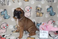 Shirley 4, a female Boxer for sale in Corning, OH – 1 of 4